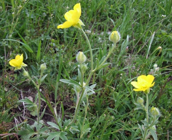 Ranunculus monspeliacus / Ranuncolo di Montpellier